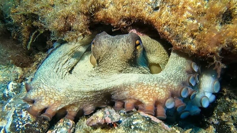 Lanzarote: Beginner Try Scuba Diving Costa Teguise (2 dives) - Final Thoughts