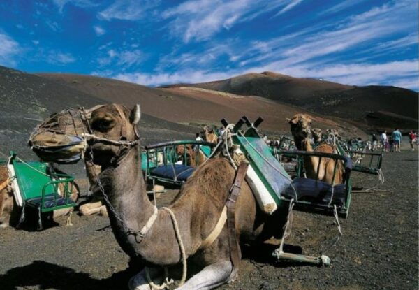 Lanzarote: Day Tour for Cruise Passengers - The Sum Up