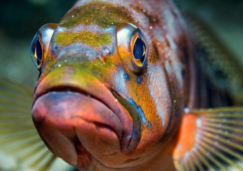 Lanzarote: Diving Baptism in Puerto Del Carmen 2 Dives - Age and Health Requirements