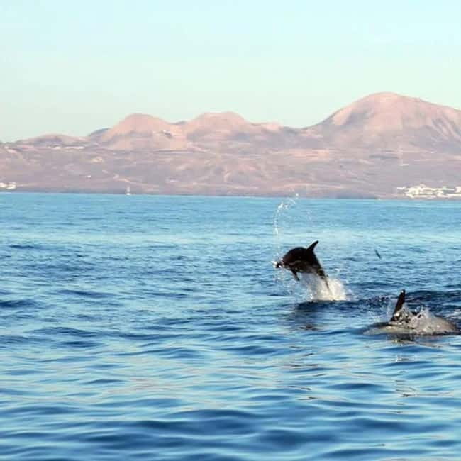 Lanzarote: Dolphin Watching by speedboat - What Reviewers Say
