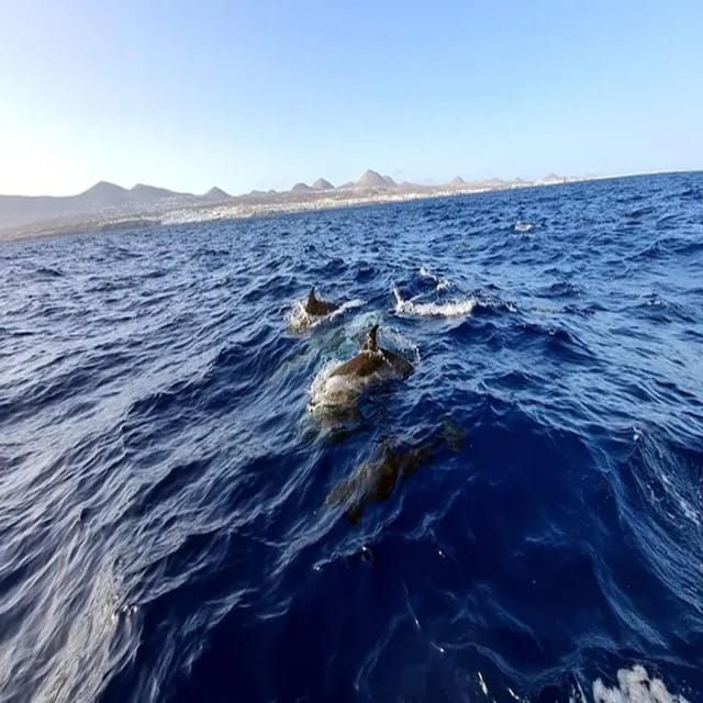 Lanzarote: Dolphin Watching by Speedboat - Marine Life Encounters