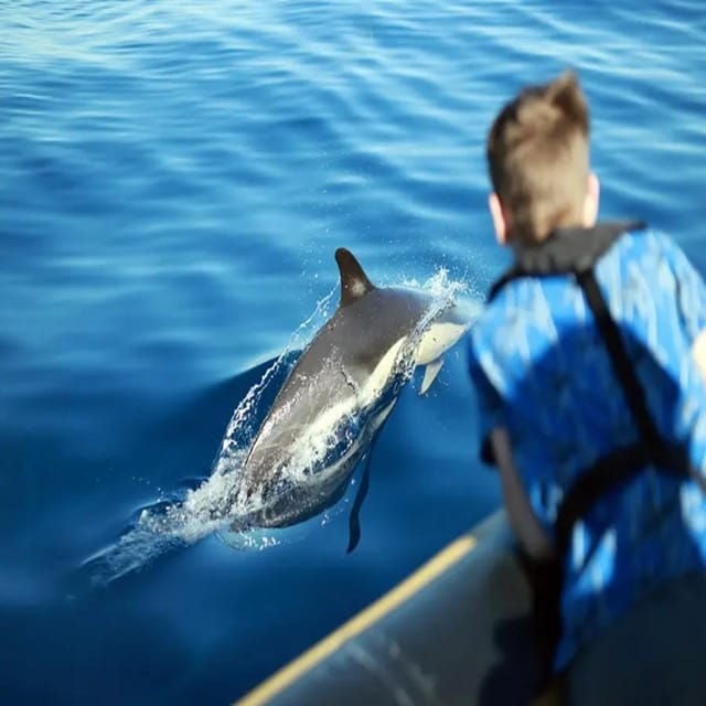 Lanzarote: Dolphin Watching by Speedboat - Booking and Cancellation Policy