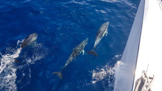 Lanzarote: Dolphin-Watching Sunset Cruise With Transfers - Pickup and Drop-off Locations
