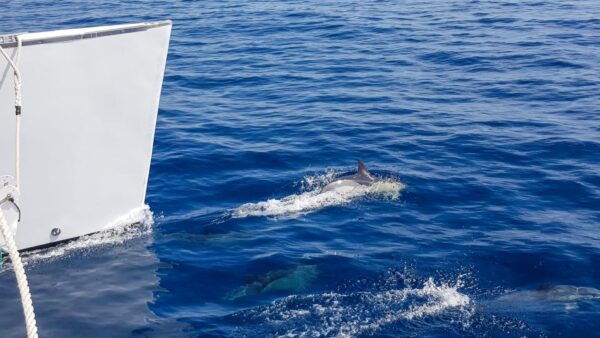 Lanzarote: Dolphin-Watching Sunset Cruise With Transfers - Common Questions