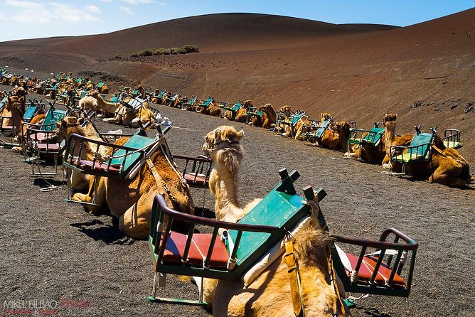 Lanzarote Grand Tour With Timanfaya and Jameos Del Agua - Overall Dissatisfaction and Positive Feedback on Organization