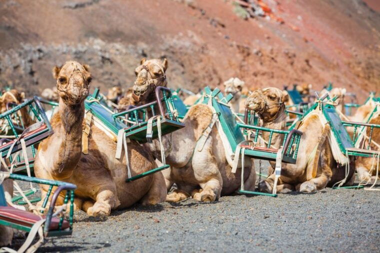 Lanzarote: Guided Day Trip to Timanfaya Park & Lago Verde - Transportation and Pickup Details