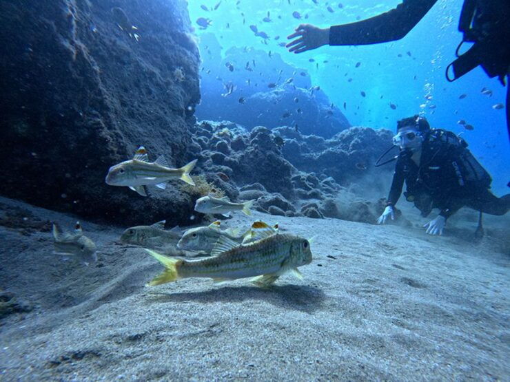 Lanzarote: Intro to Diving Experience for Beginners - Experience