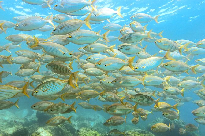Lanzarote Introductory Scuba Diving Experience - Scuba Diving in Lanzarote: A Unique Experience