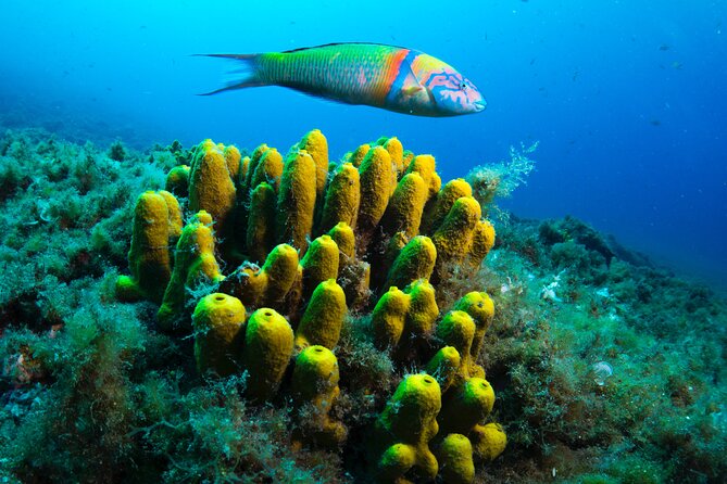 Lanzarote Introductory Scuba Diving Experience - Expert Guidance: Accompanied by a SSI Instructor
