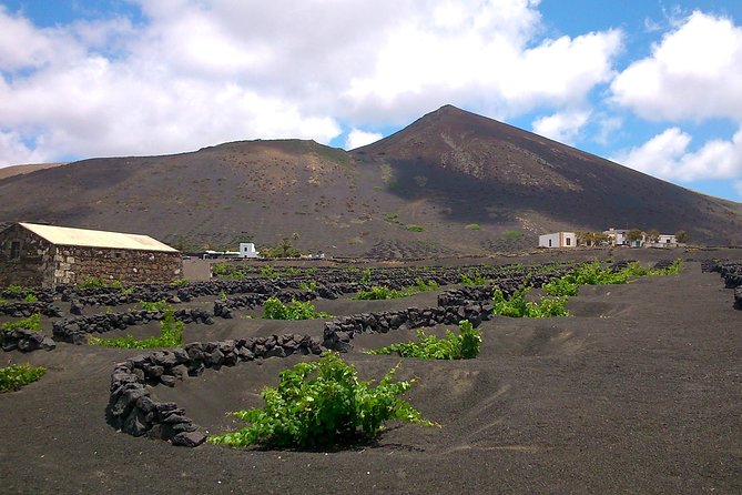 Lanzarote La Geria Vineyards Small Group Walking Tour - Select Date and Travelers