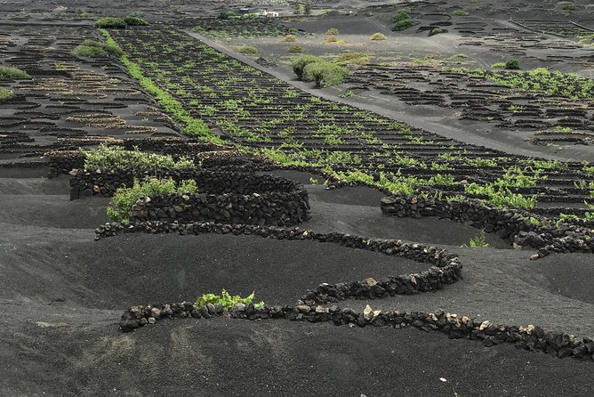 Lanzarote Landscapes Tour Including Timanfaya National Park - Reviews
