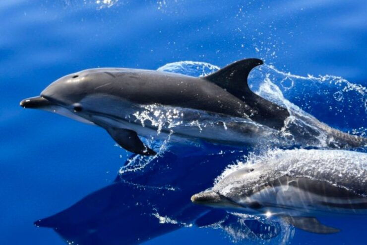 Lanzarote: Lobos Island Half-Day Dolphin Watching Trip - Booking Details