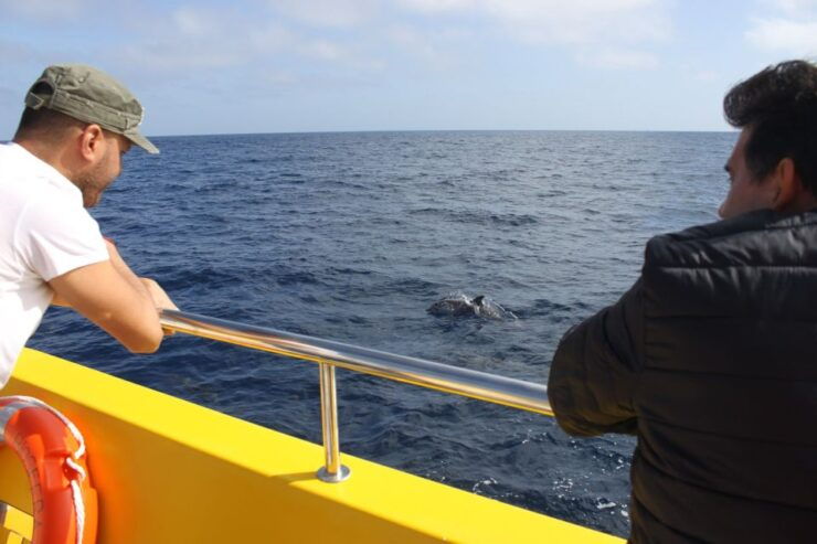 Lanzarote: Lobos Island Half-Day Dolphin Watching Trip - Activity Highlights
