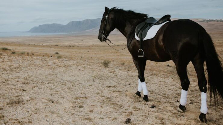 Lanzarote: Private Horseback Riding Tour - Tour Duration and Cancellation Policy
