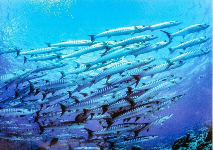 Lanzarote: Real Submarine Dive With Hotel Pickup - Booking and Cancellation Details