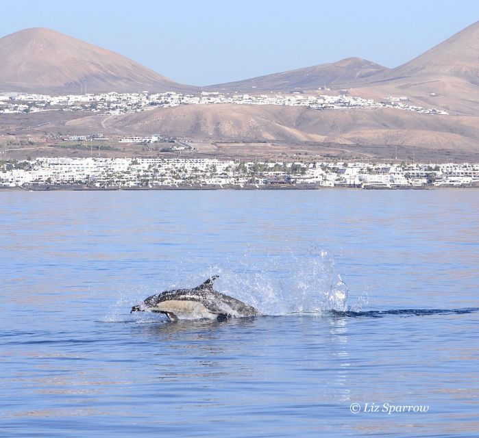 Lanzarote: Sea Safari Experience - Booking Details