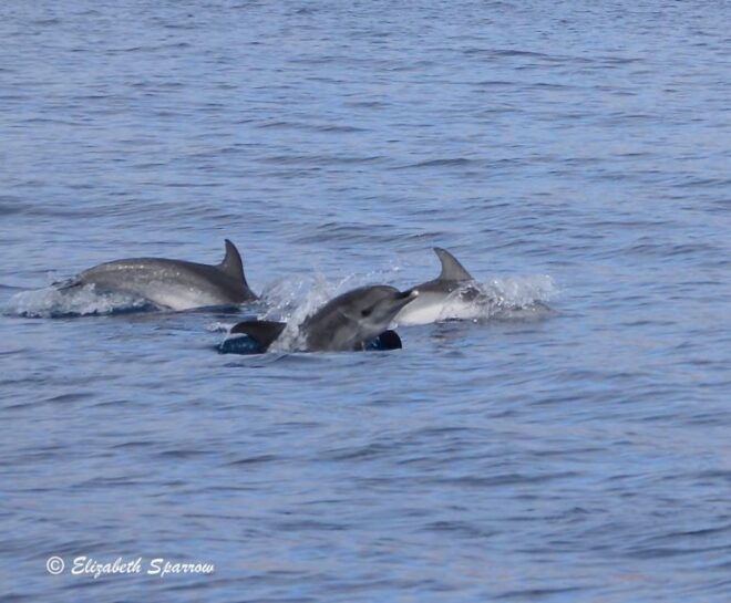 Lanzarote: Sea Safari Experience - Inclusions