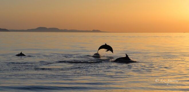 Lanzarote: Sea Safari Experience - Restrictions