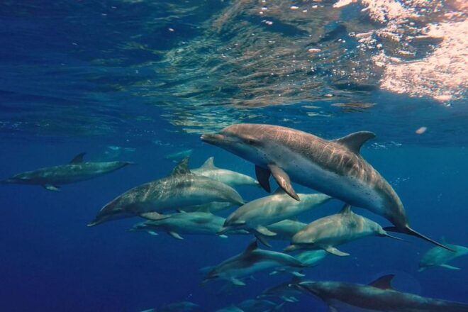 Lanzarote: Sea Safari Experience - Boat Information