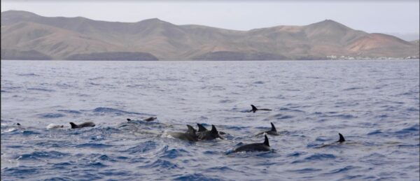 Lanzarote: Sea Safari Experience - Frequently Asked Questions