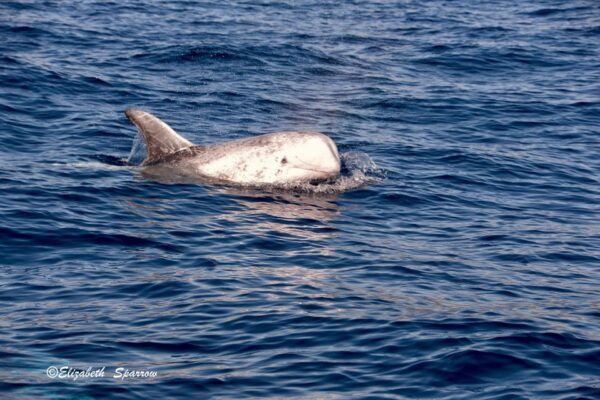 Lanzarote: Sea Safari Experience - The Sum Up