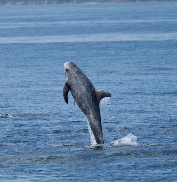 Lanzarote: Sea Safari Experience - Activity Details