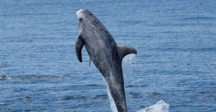 Lanzarote: Sea Safari Experience - Experience Highlights