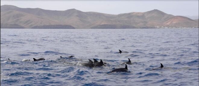 Lanzarote: Sea Safari Experience - Unique Features of Sea Safaris Lanzarote