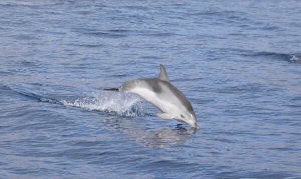 Lanzarote: Sea Safari Experience - Directions