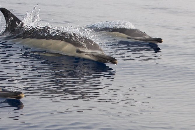 Lanzarote Sea Safari From Puerto Calero - Traveler Photos