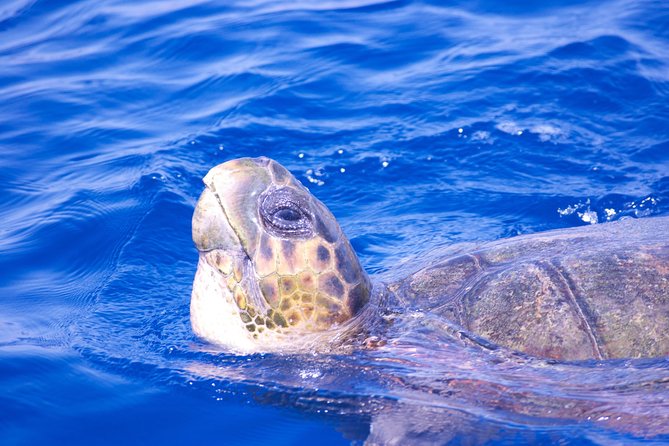 Lanzarote Sea Safari From Puerto Calero - Common Questions