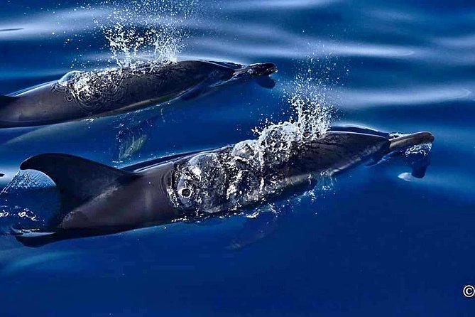 Lanzarote Sea Safari From Puerto Calero - The Sum Up