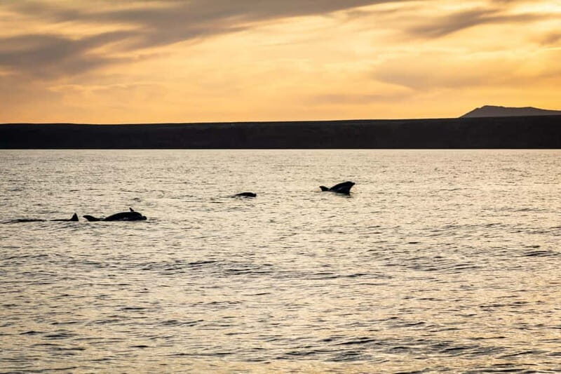 Lanzarote Sunset Experience with dolphin spotting - Final Thoughts