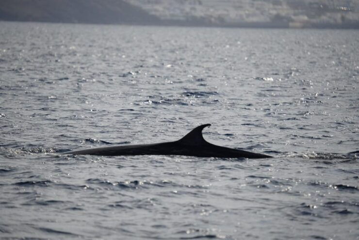 Lanzarote Sunset Experience With Dolphin Spotting - Dolphin Spotting Experience
