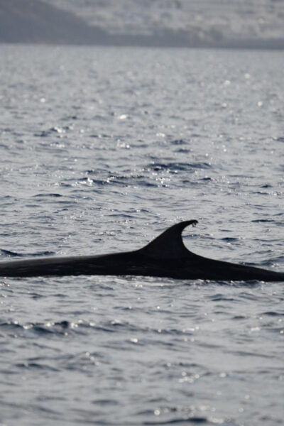 Lanzarote Sunset Experience With Dolphin Spotting - Tour Languages and Availability