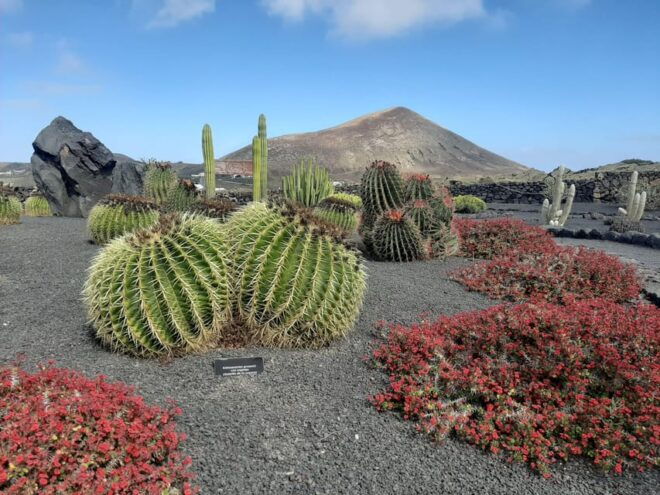 Lanzarote: The Cactus Garden Entry Ticket - Visiting Hours and Recommendations