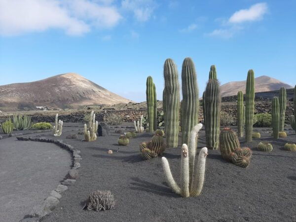 Lanzarote: The Cactus Garden Entry Ticket - Garden History and Design