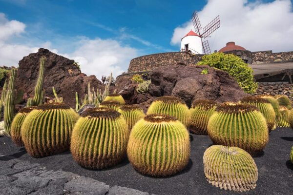 Lanzarote: The Cactus Garden Entry Ticket - Vegetarian Cuisine at the Café