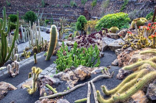 Lanzarote: The Cactus Garden Entry Ticket - Frequently Asked Questions