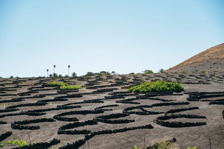 Lanzarote: Timanfaya National Park & La Geria Tour - Tour Details
