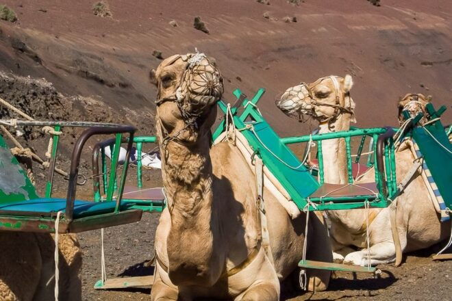 Lanzarote: Timanfaya National Park Volcanic Craters Tour - Highlights of the Tour