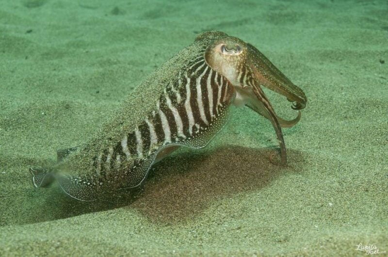 Lanzarote: Try Scuba Diving Experience - Good To Know