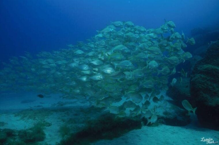 Lanzarote: Try Scuba Diving Experience - Inclusions