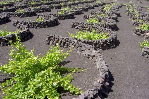 Lanzarote: Volcanoes & Caves Guided Day Trip With Transfers - Common Questions