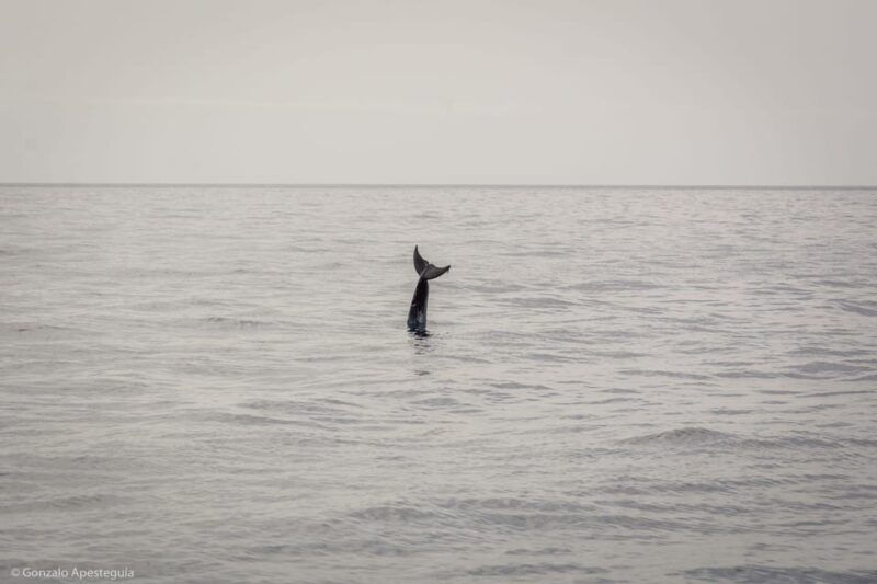 Lanzarote: Whale and Dolphin Watching Eco-Friendly Catamaran - Eco-Friendly Voyages