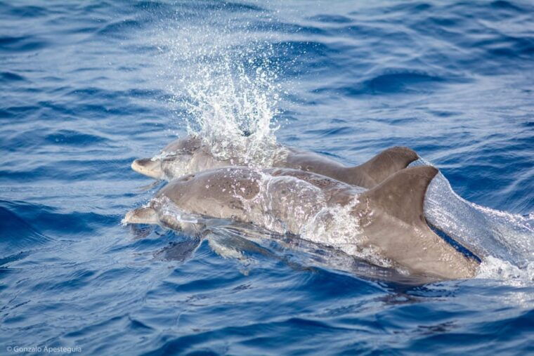 Lanzarote: Whale and Dolphin Watching Eco-Friendly Catamaran - Expert Commentary and Hydrophone
