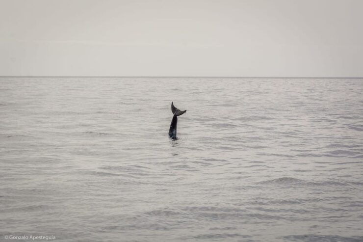 Lanzarote: Whale and Dolphin Watching Eco-Friendly Catamaran - Experience Highlights