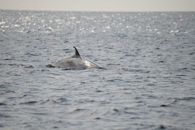 Lanzarote: Whale and Dolphin Watching Eco-Friendly Catamaran - Sustainability Efforts