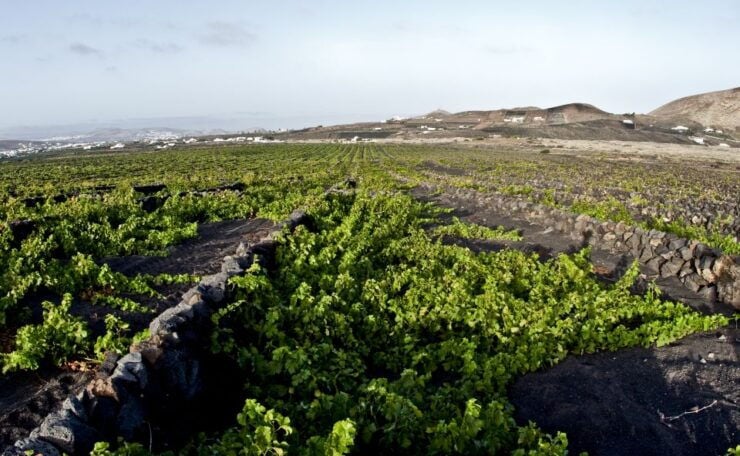 Lanzarote: Wine Tasting Tour at El Grifo Bodega - Activity Details