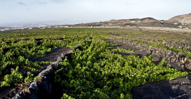 Lanzarote: Wine Tasting Tour at El Grifo Bodega - Experience